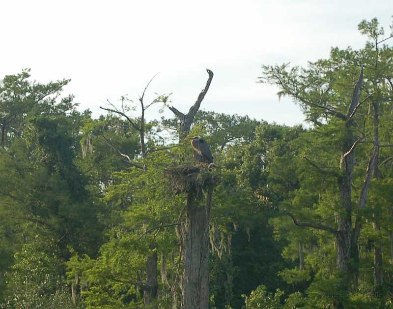 Bridge  - Spring 2006 049.JPG - A Heron (or Cormorant?), sitting in his nest at the top of the tree in the center of the picture.  Fortunately the ranger spotted him for us.